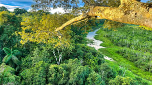 Een nieuwe kijk op de veerkracht van het Amazonegebied